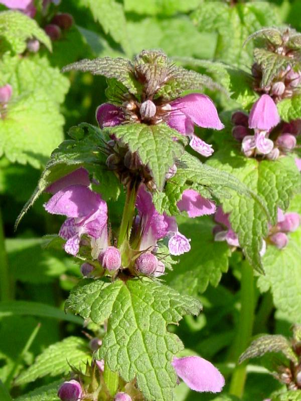 Lamium purpureum / Falsa ortica purpurea